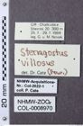 Etiketten zu Stenagostus rhombeus (NHMW-ZOO-COL-0008970)